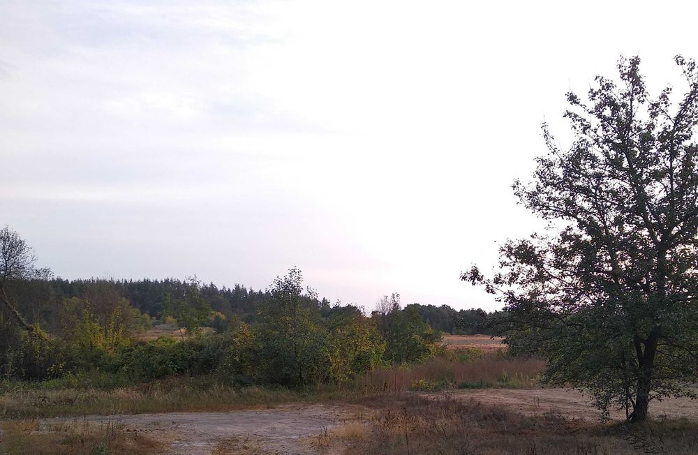 Продам ділянку біля соснового лісу під будівництво м. Васильків