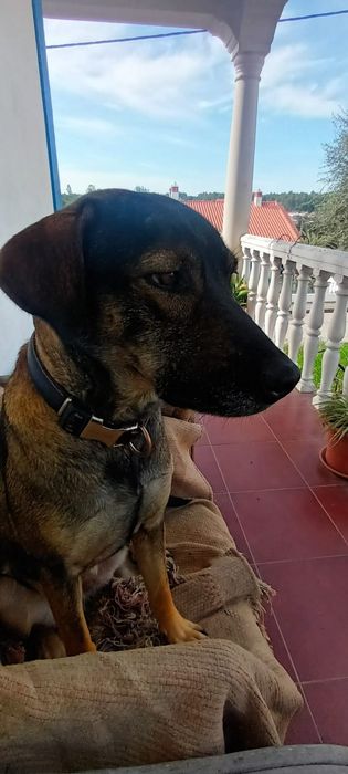 À procura de uma família para a Edith.