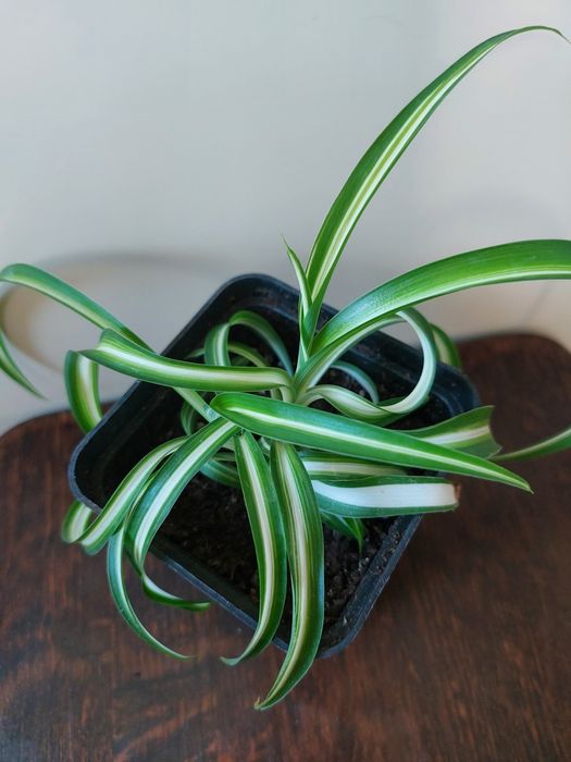 Хлорофітум Бонні