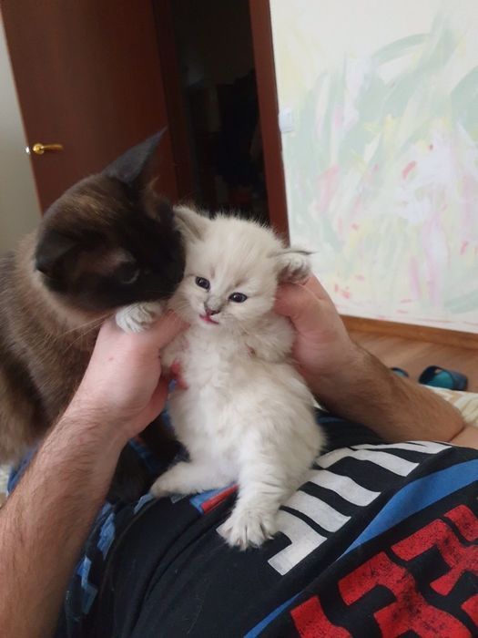 Невский Маскарадный приглашает кошечку на вязку