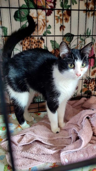 Активна весела дівчинка