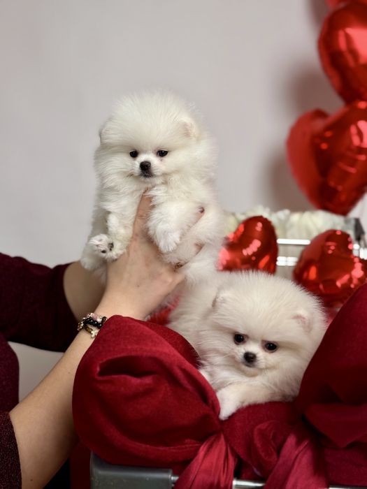 Супер найкраший подарунок. SUPER VIP mini цуценята померанські шпіци!