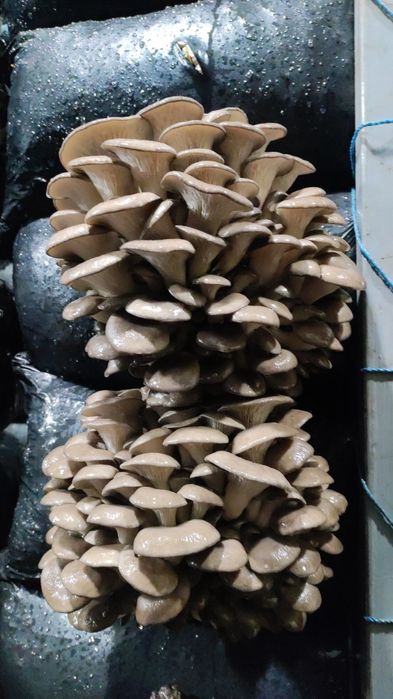 Мицелий вешенки м-8 зимний.