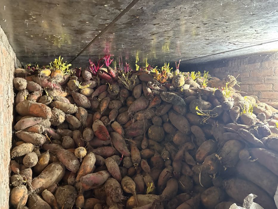 Продам кормовий буряк