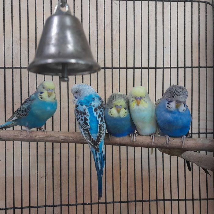 Papużka falista (Melopsittacus undulatus)