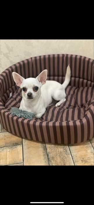 Пропала собака чихуахуа кличка Кнопа