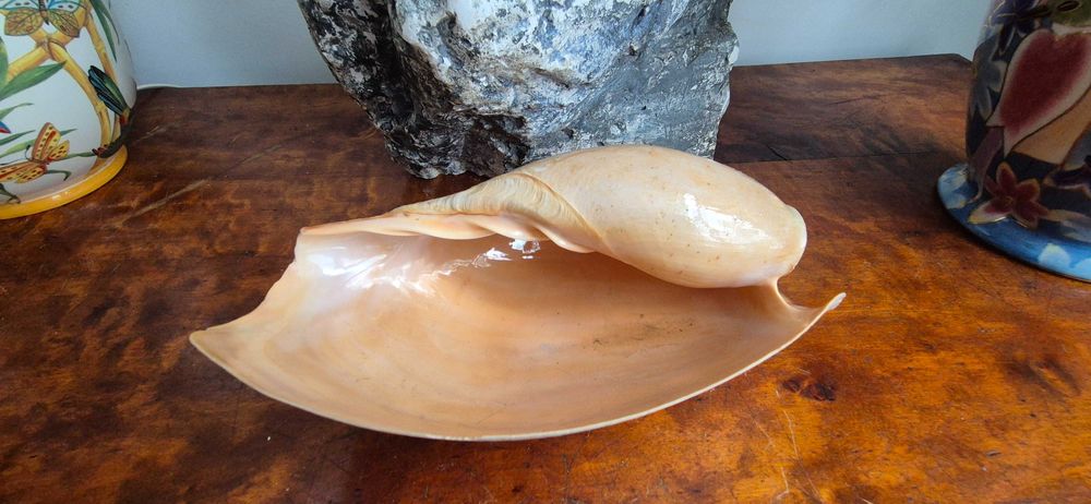 duża muszla morska Cymbium "słoniowa trąba" okazja tanio