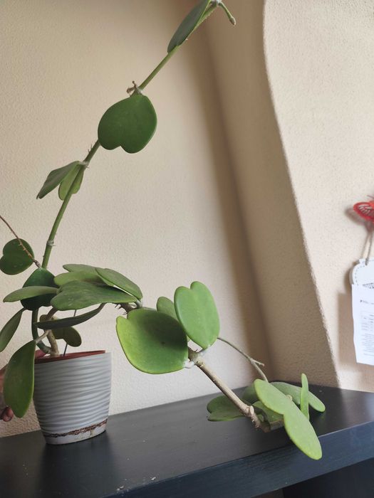 Trepadeira Hoya Kerrii