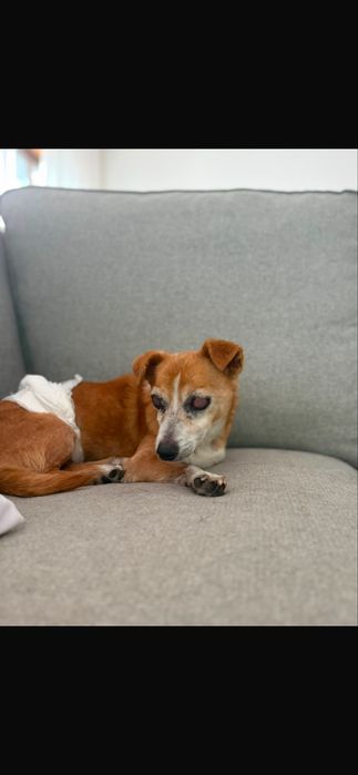 Cão para adoção responsável
