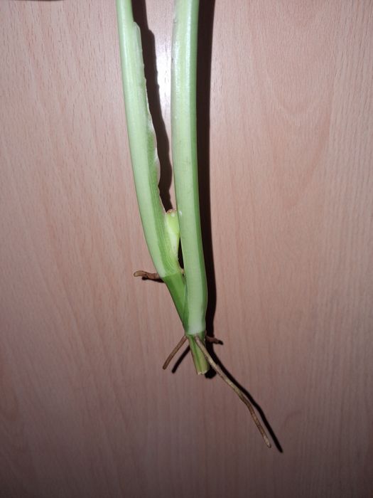 Syngonium chiapense variegata