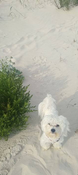 Мальтійська болонка в'язка