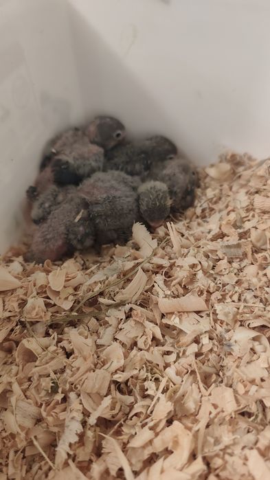 Agapornis Fischeris para criar a mão