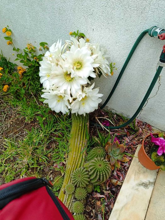 cactos em floreira ou isolados