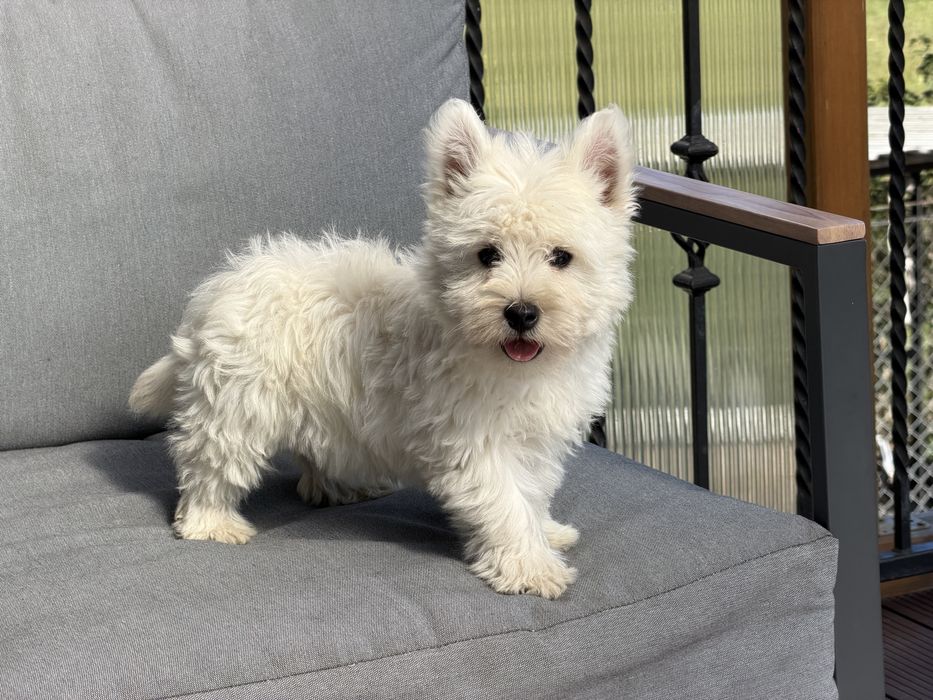 West highland white terrier