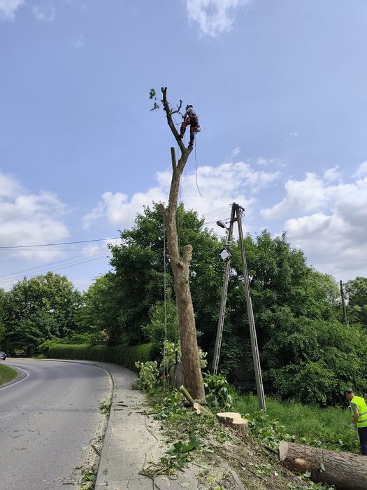 Wycinka drzew, pielęgnacja drzew, zrębkowanie gałęzi, frezowanie pni