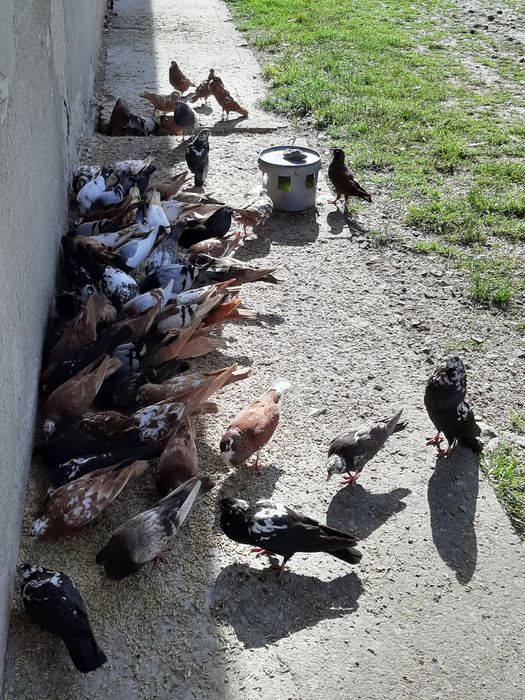 Garłacz dęty stawak stawaki polskie małopolskie możliwa wysyłka!