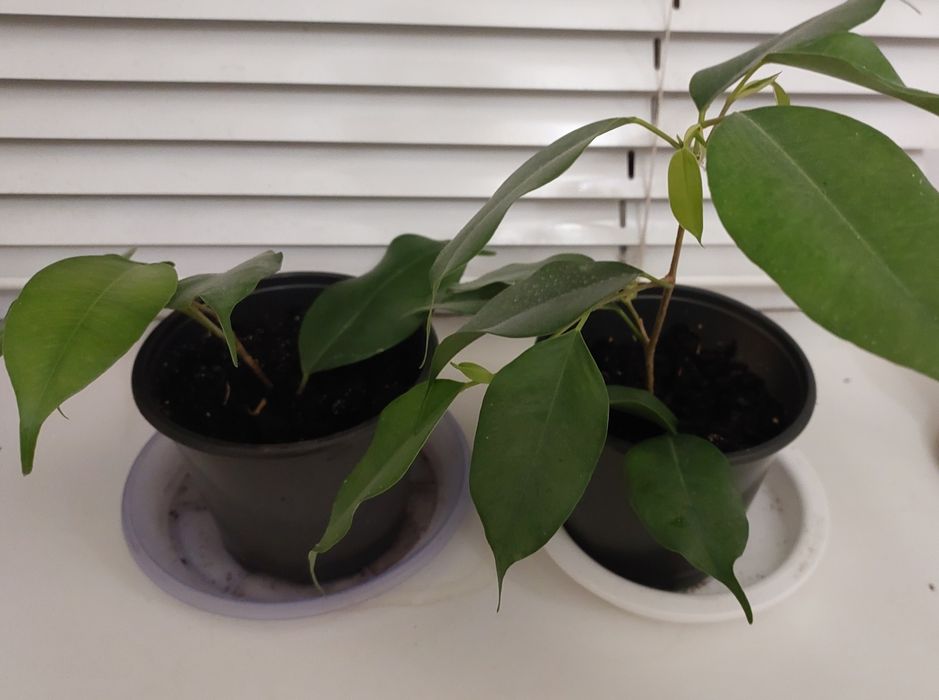 Фікус бенджаміна