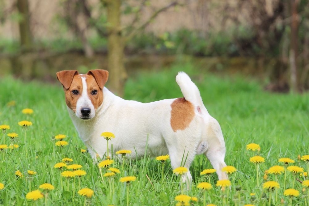 Suczka Jack Russell Terrier