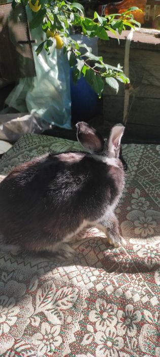 Кролики біло-остьові