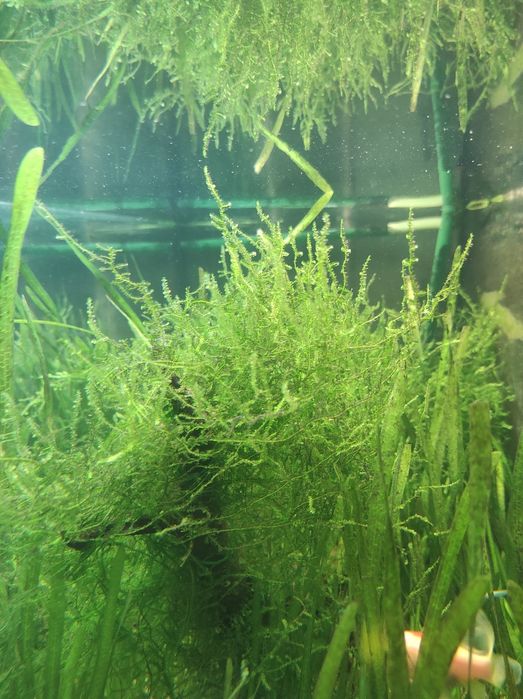 Plantas para aquário