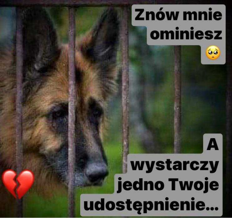 13-letnia głucha Lea nie przeżyje w schronisku ! Błaga o dom/dt !