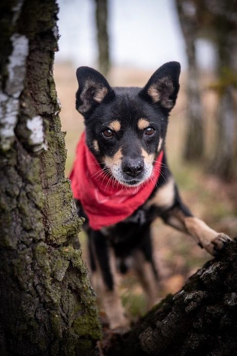 Czarny, superowy kundelek!Charakterny i oddany.Adopcja psa w potrzebie