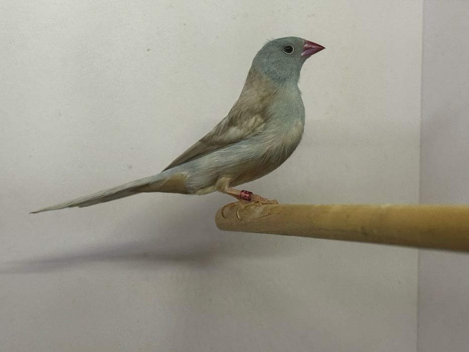 Exóticos Peito Celeste