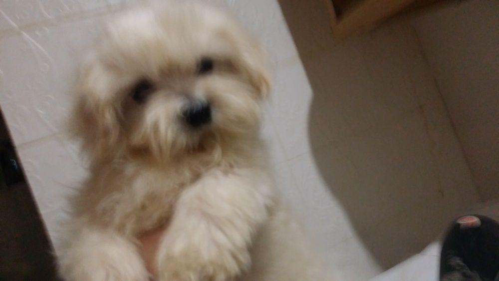 болонка мальтезе и пестрые