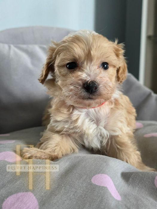 Maltipoo**Cudowny Chłopak**ZAREZERWOWANY