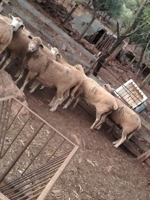 Vende se 57 ovinos