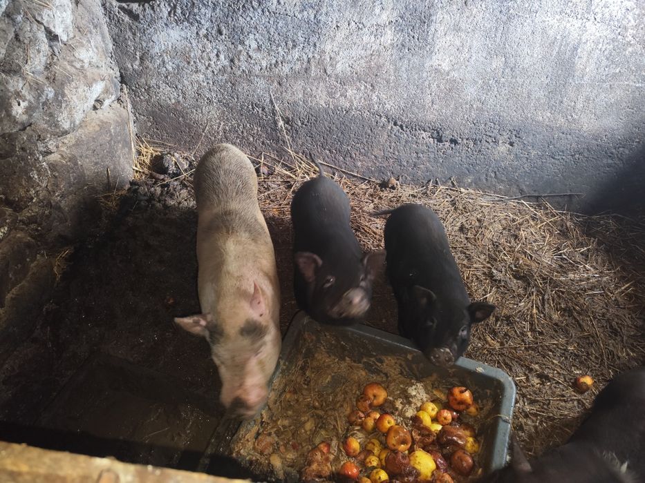 Porcos de vários tamanhos raça bisara