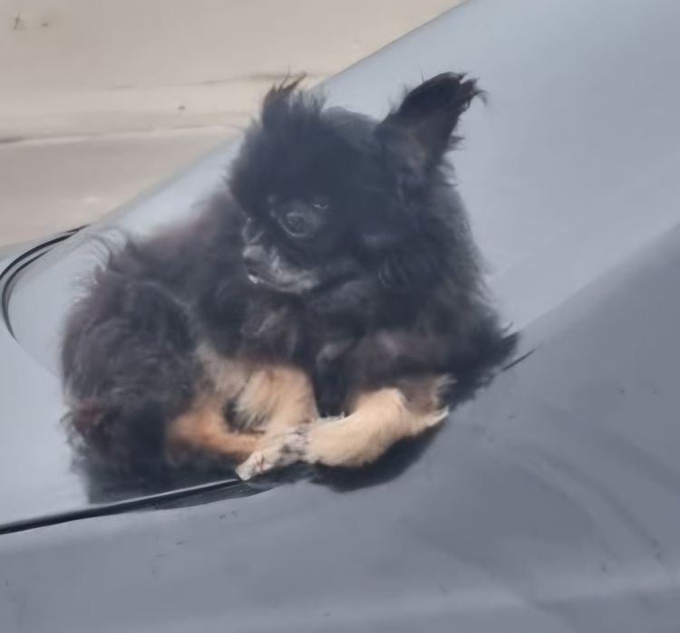 Chihuahua mini focinho curto