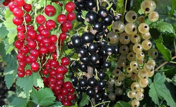 Приму в дар саженцы