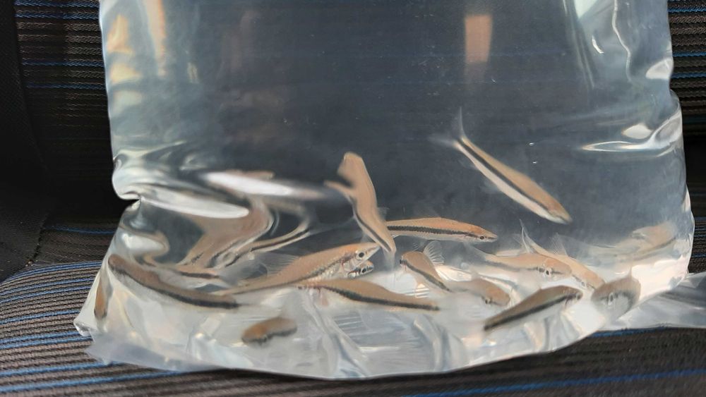 kosiarka ( czyściciel)