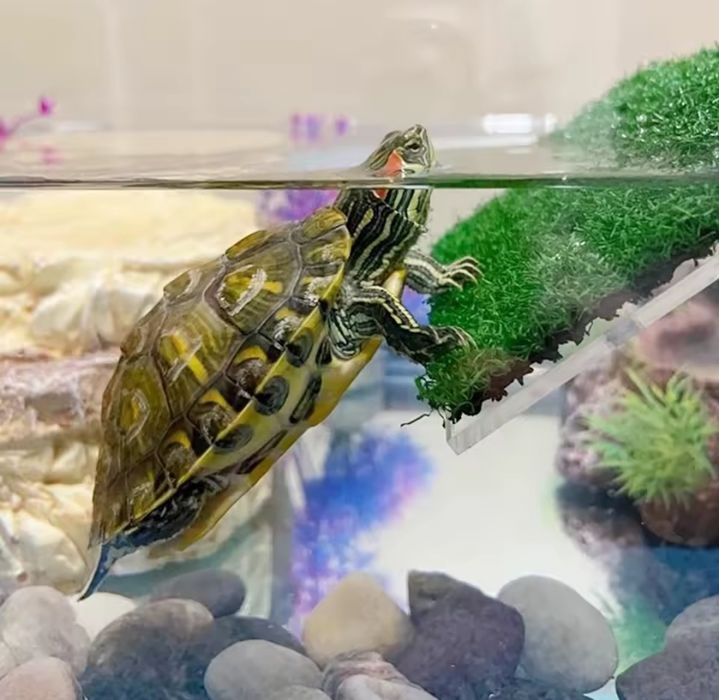 Місток для черепахи, мостик в террариум, платформа для черепахи