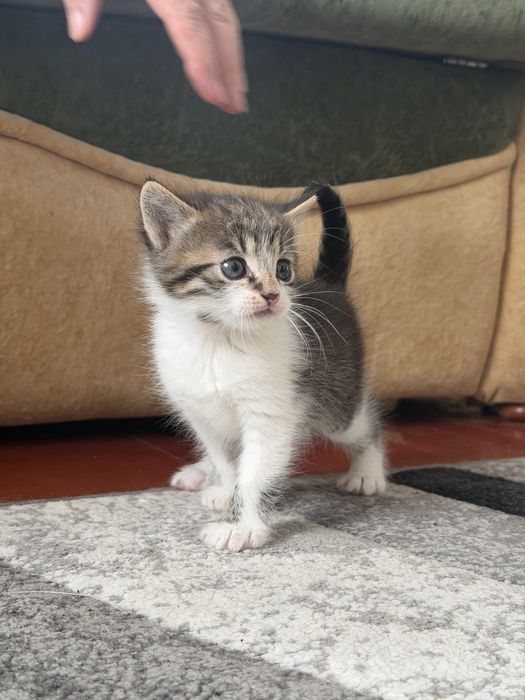 Кошенята у люблячі руки Луцьк