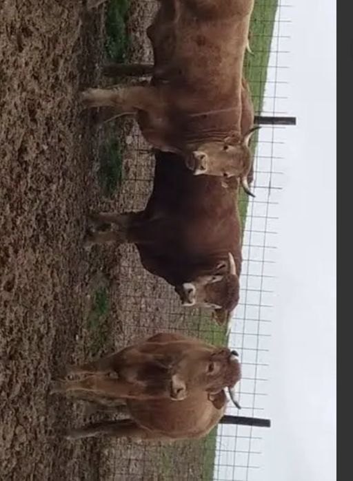 Vacas limousin puras