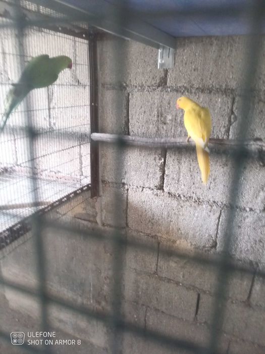 Casal de ring necks adulto