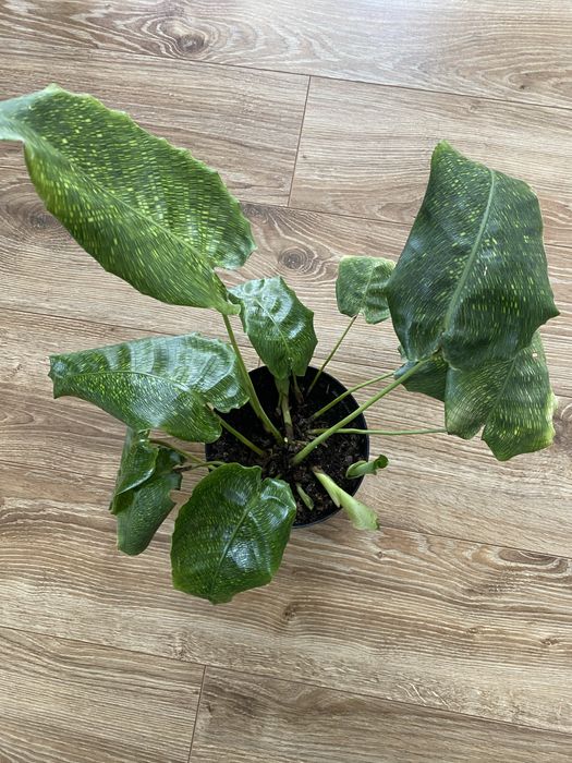 Calathea network