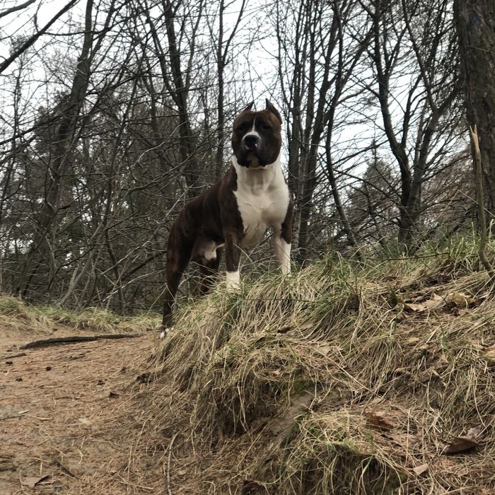 Хлопчик, амстаф, вʼязка