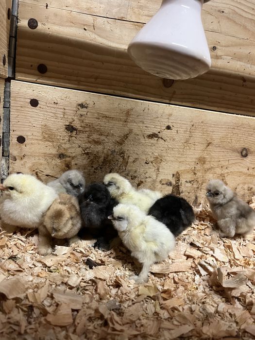 Ovos de Sedosa linha USA