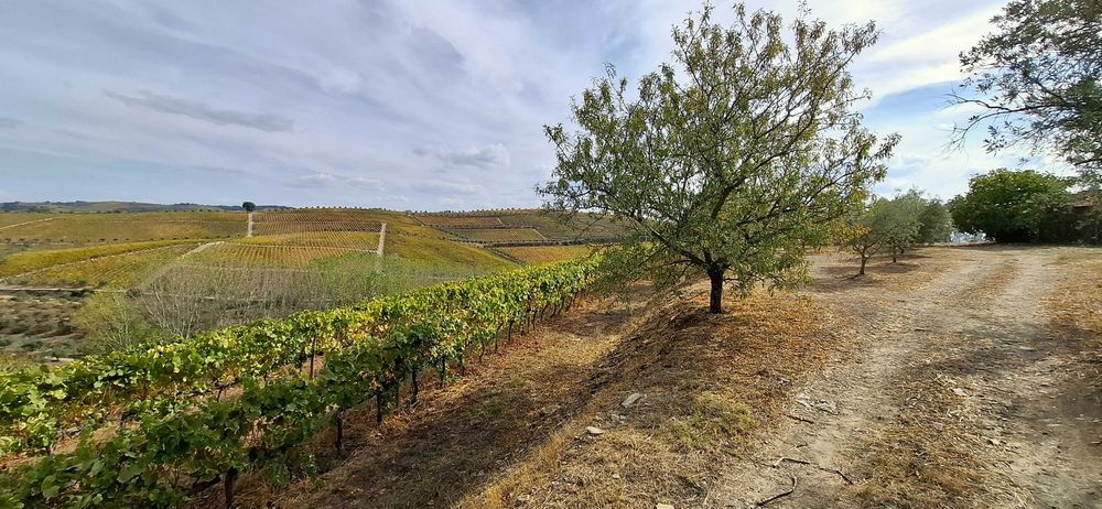 Terreno com vinha - Favaios / Douro