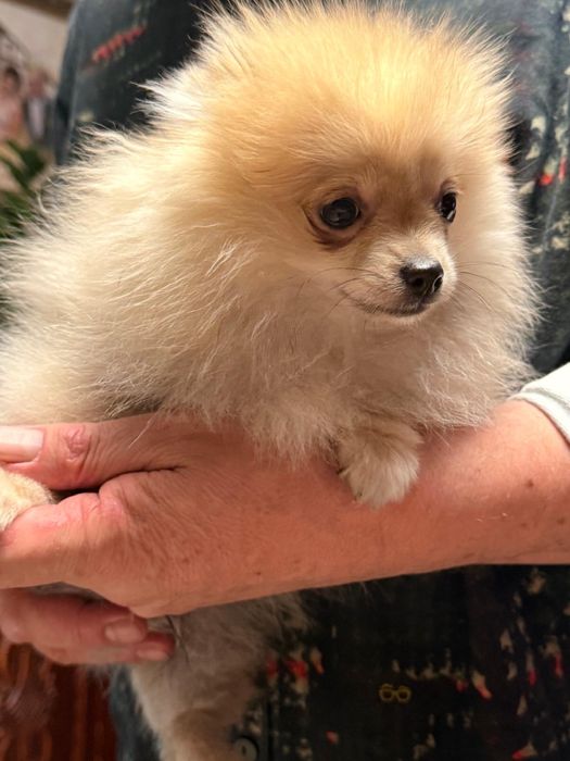 Szpic miniaturowy pomeranian