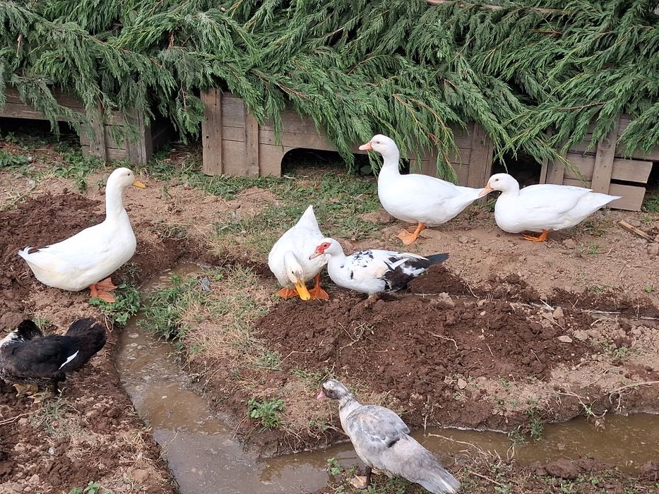 Patos brancos carne