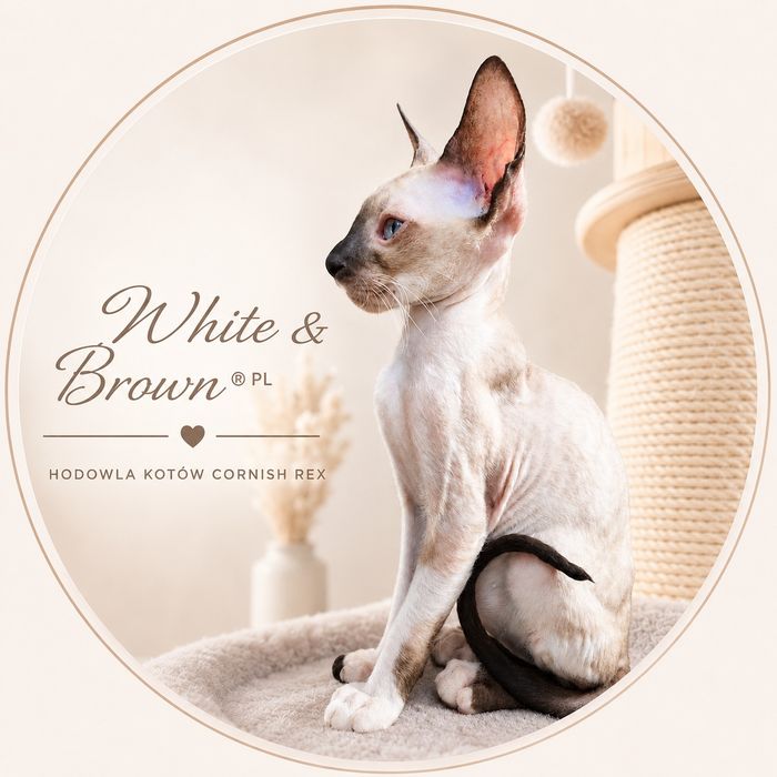 Cornish Rex – kocurek BOVI | FPL | rodowód