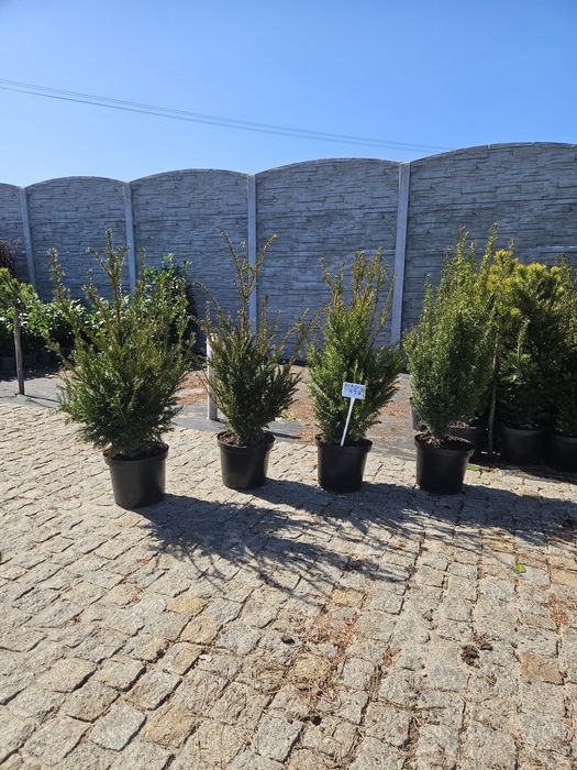 Cis Hicksii,Hillii,Dawid,Drzewo oliwne Yucca rostrara Tuja szmaragd