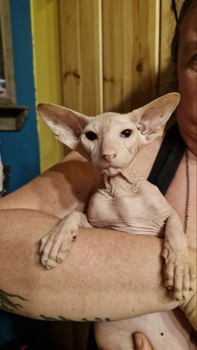 Peterbald, orientalny - kocięta