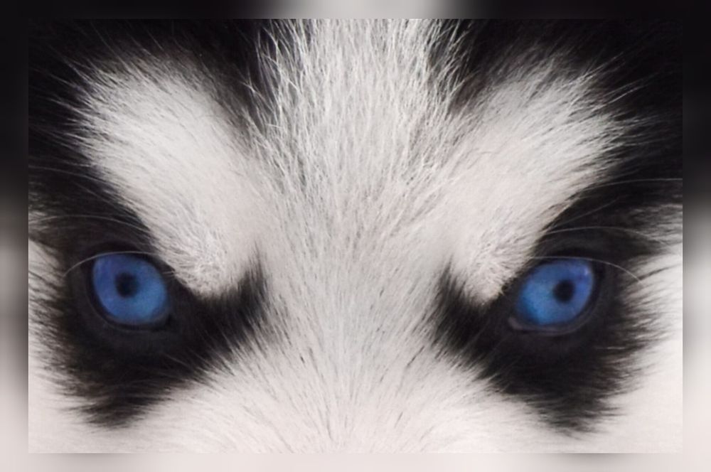 Голубоглазый мальчик хаски