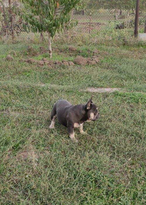 Вязка элитного мальчика