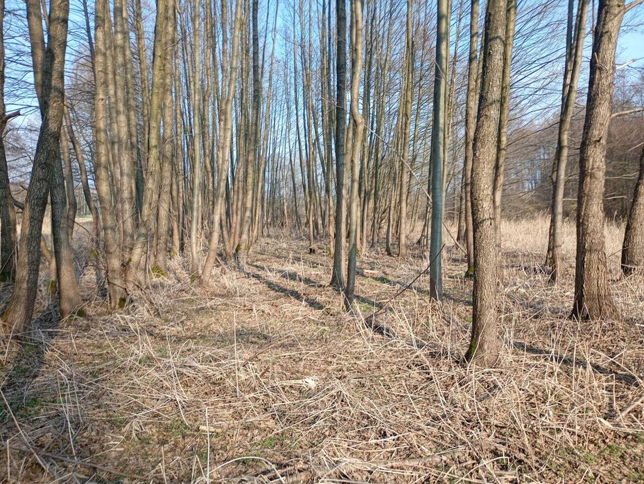 Grunty orne z łąka (0,7569 ja) - Widok 3